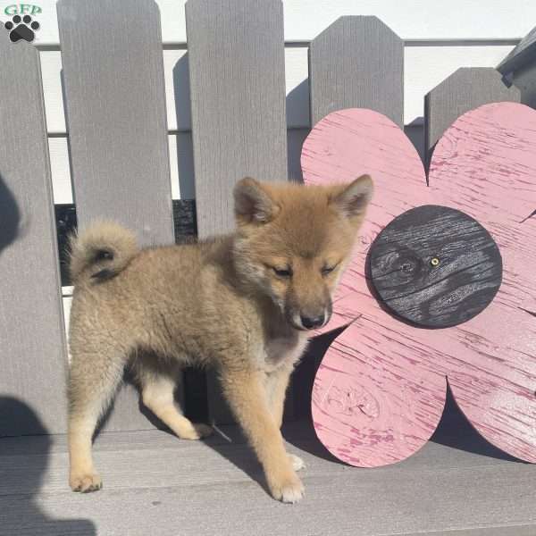 Zoro, Shiba Inu Mix Puppy