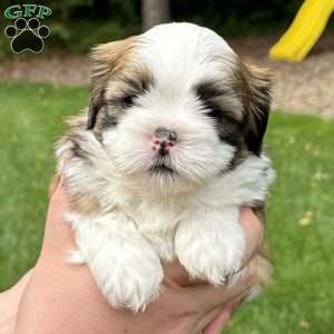 Rootbeer, Teddy Bear Puppy