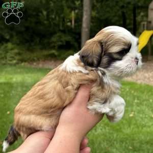 Rootbeer, Teddy Bear Puppy