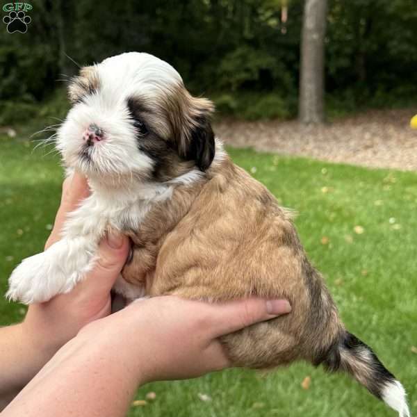 Rootbeer, Teddy Bear Puppy