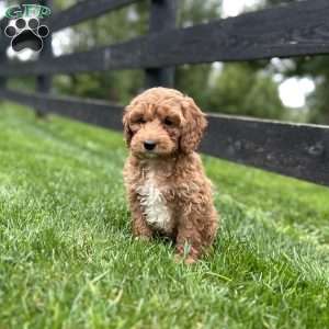 Snickers, Mini Goldendoodle Puppy
