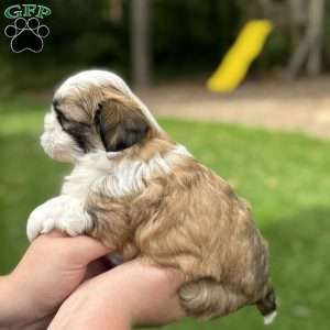 Rootbeer, Teddy Bear Puppy