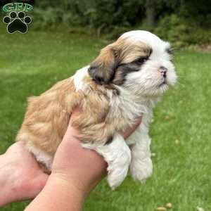 Rootbeer, Teddy Bear Puppy