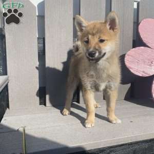 Zoro, Shiba Inu Mix Puppy