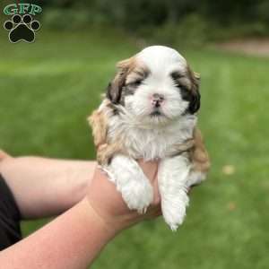 Rootbeer, Teddy Bear Puppy
