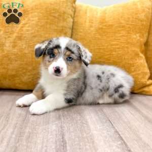 Jackson, Pembroke Welsh Corgi Puppy