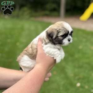 Pepsi, Teddy Bear Puppy