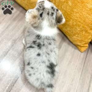 Jackson, Pembroke Welsh Corgi Puppy