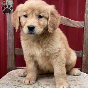 Kisses, Golden Retriever Puppy