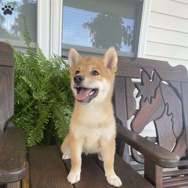 Zackery, Shiba Inu Mix Puppy