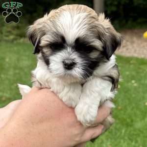 Pepsi, Teddy Bear Puppy