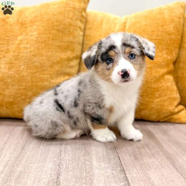 Jackson, Pembroke Welsh Corgi Puppy