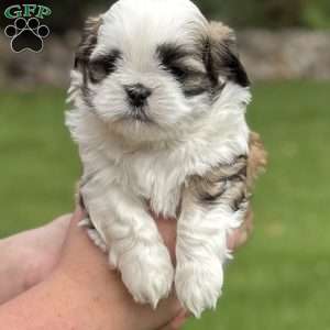 Coca-Cola, Teddy Bear Puppy