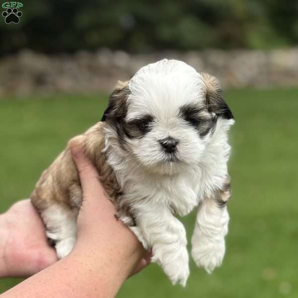 Coca-Cola, Teddy Bear Puppy