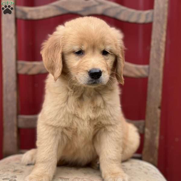 Kenjie, Golden Retriever Puppy