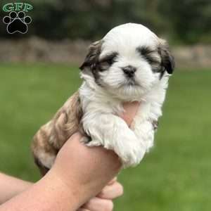 Coca-Cola, Teddy Bear Puppy