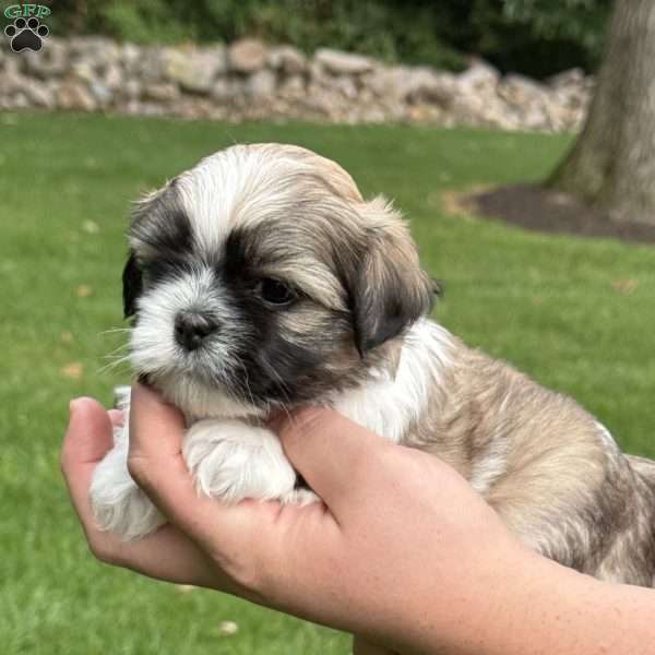 Pepsi, Teddy Bear Puppy