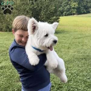 Zoey, West Highland Terrier Puppy
