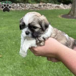 Pepsi, Teddy Bear Puppy