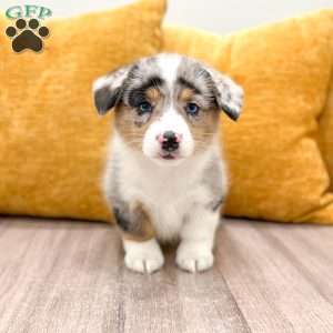 Jackson, Pembroke Welsh Corgi Puppy