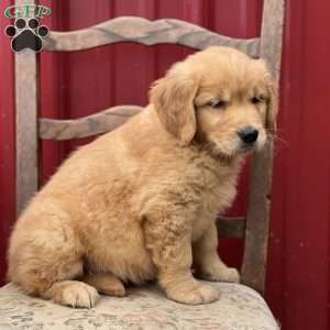 Kenjie, Golden Retriever Puppy