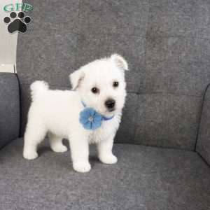 Bobby, West Highland Terrier Puppy
