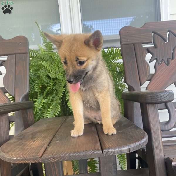 Zanzabar, Shiba Inu Mix Puppy