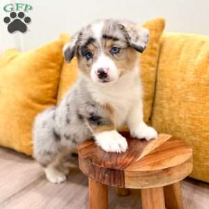 Jackson, Pembroke Welsh Corgi Puppy