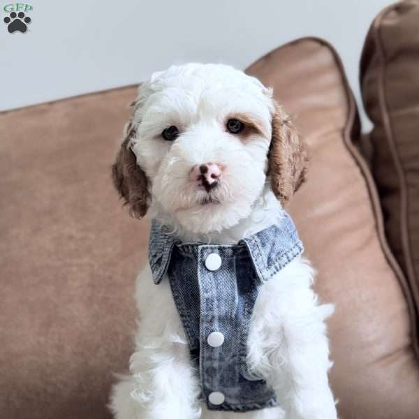 Marshmallow, Mini Goldendoodle Puppy