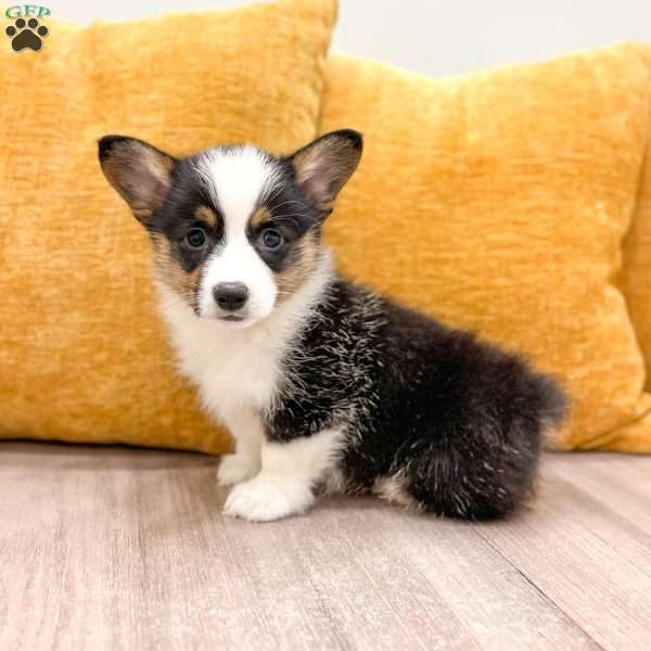 Indi, Pembroke Welsh Corgi Puppy
