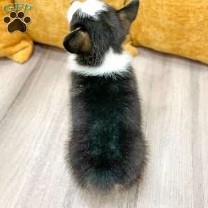 Indi, Pembroke Welsh Corgi Puppy