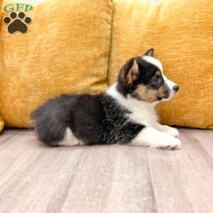 Indi, Pembroke Welsh Corgi Puppy