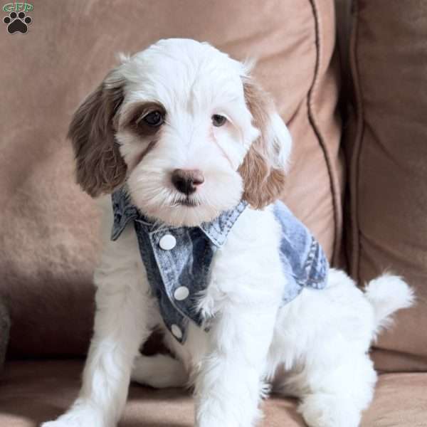 Waffle, Mini Goldendoodle Puppy
