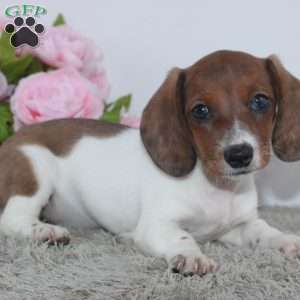 Jenna, Dachshund Puppy