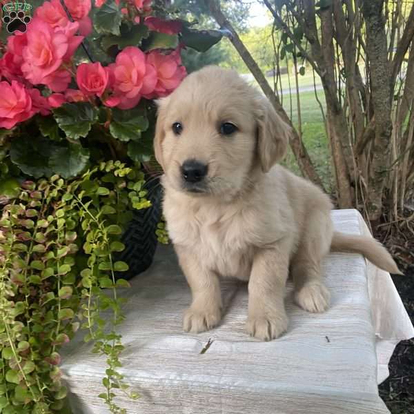Ashley, Golden Retriever Puppy