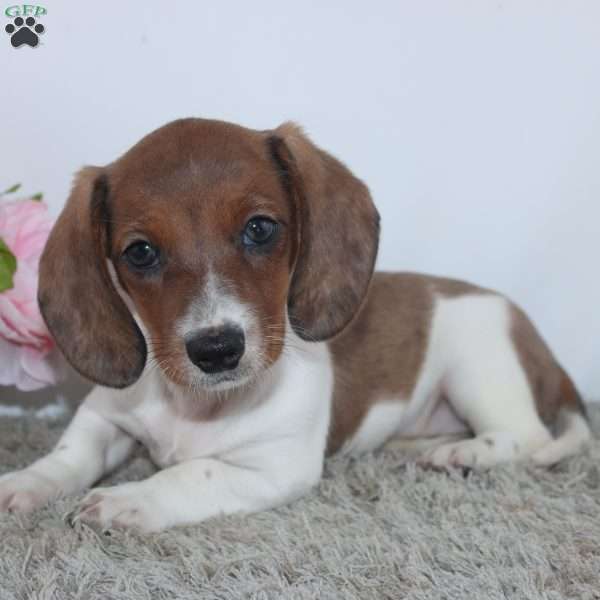 Jenna, Dachshund Puppy