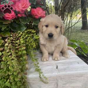 Ashley, Golden Retriever Puppy