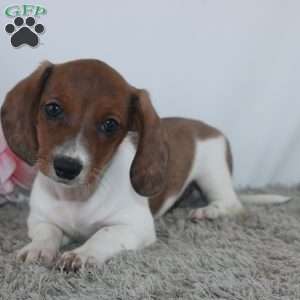 Jenna, Dachshund Puppy