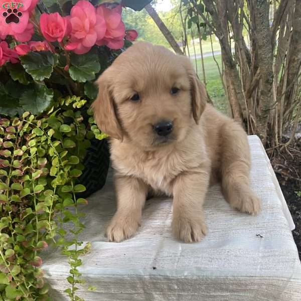 Avery, Golden Retriever Puppy