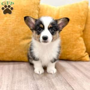 Indi, Pembroke Welsh Corgi Puppy