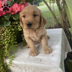 Avery, Golden Retriever Puppy