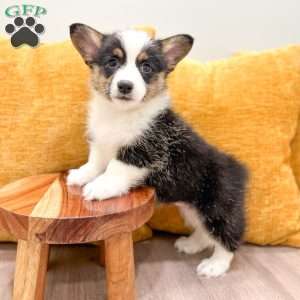 Indi, Pembroke Welsh Corgi Puppy