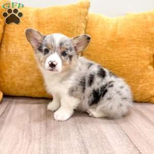 Jordan, Pembroke Welsh Corgi Puppy
