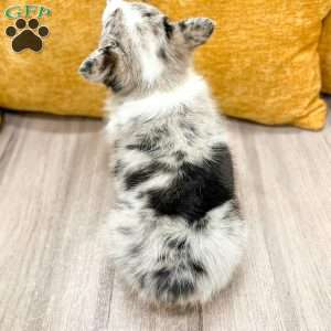 Jordan, Pembroke Welsh Corgi Puppy