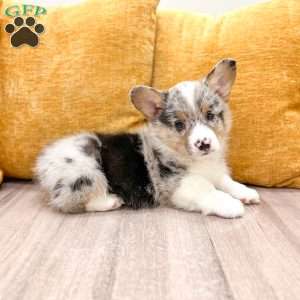 Jordan, Pembroke Welsh Corgi Puppy