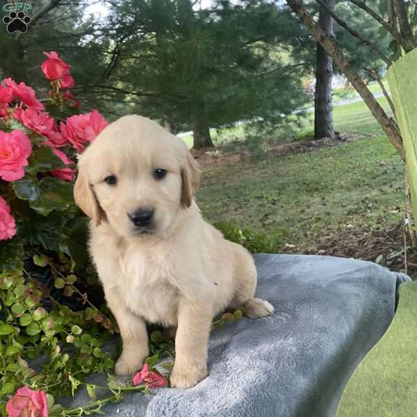 Bradley, Golden Retriever Puppy