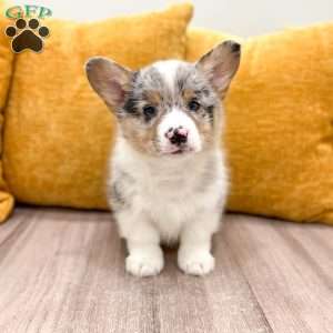 Jordan, Pembroke Welsh Corgi Puppy