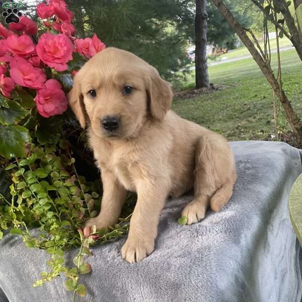 Branson, Golden Retriever Puppy