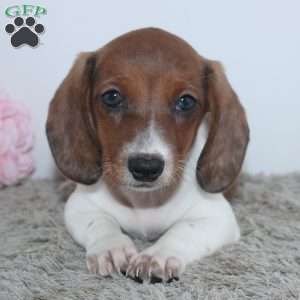 Jenna, Dachshund Puppy