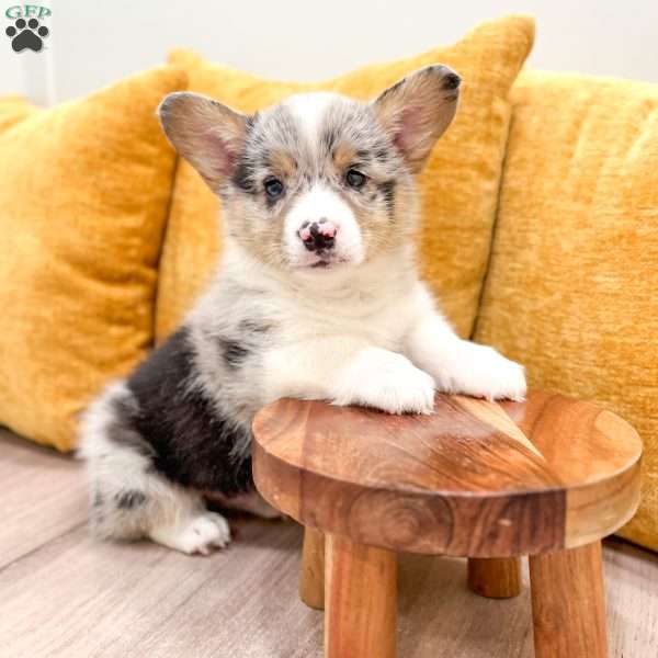 Jordan, Pembroke Welsh Corgi Puppy